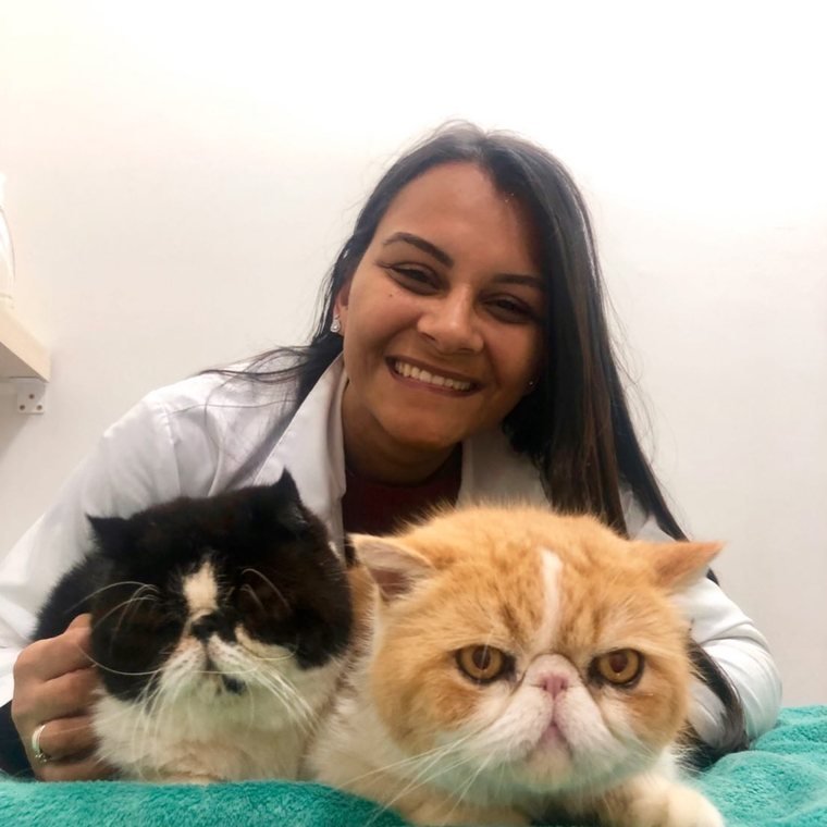 Dra. Isabela cuidando de dois gatos persas na clínica