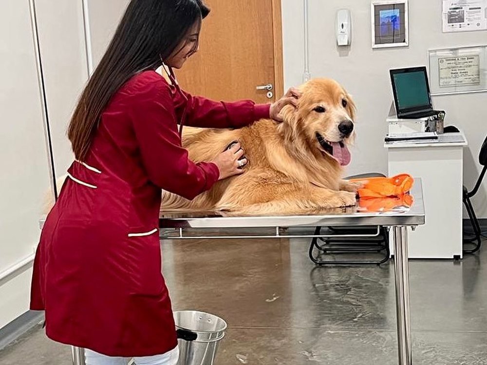 Dra. Isabela em atendimento a um cão golden retriever na Vetpet